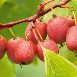 Aktinídia mini kiwi (actinidia arguta) ´KEN´ S RED´ - výška 30-40 cm, kont. C2L (-26°C) - SAMICA